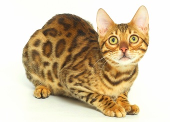 Bengal Kitten For Adoption