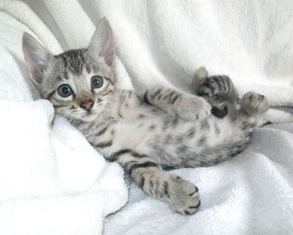 grey bengal cat for sale