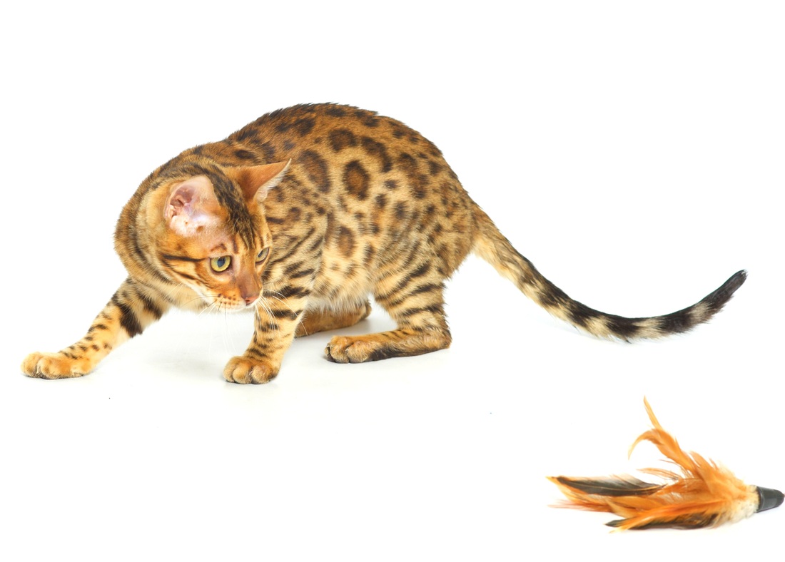 Bengal Cat Kittens For Sale In Maine Cat's Blog