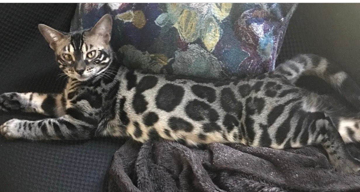 Tabby Bengal Cat Grey - Best Cat Wallpaper