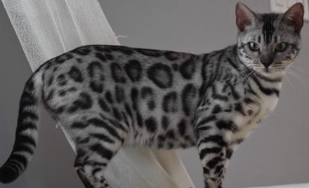 Leopard Bengal Breeder with Kittens for Adoption - Lap Leopard Bengals